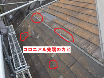 コロニアルのカビの繁殖