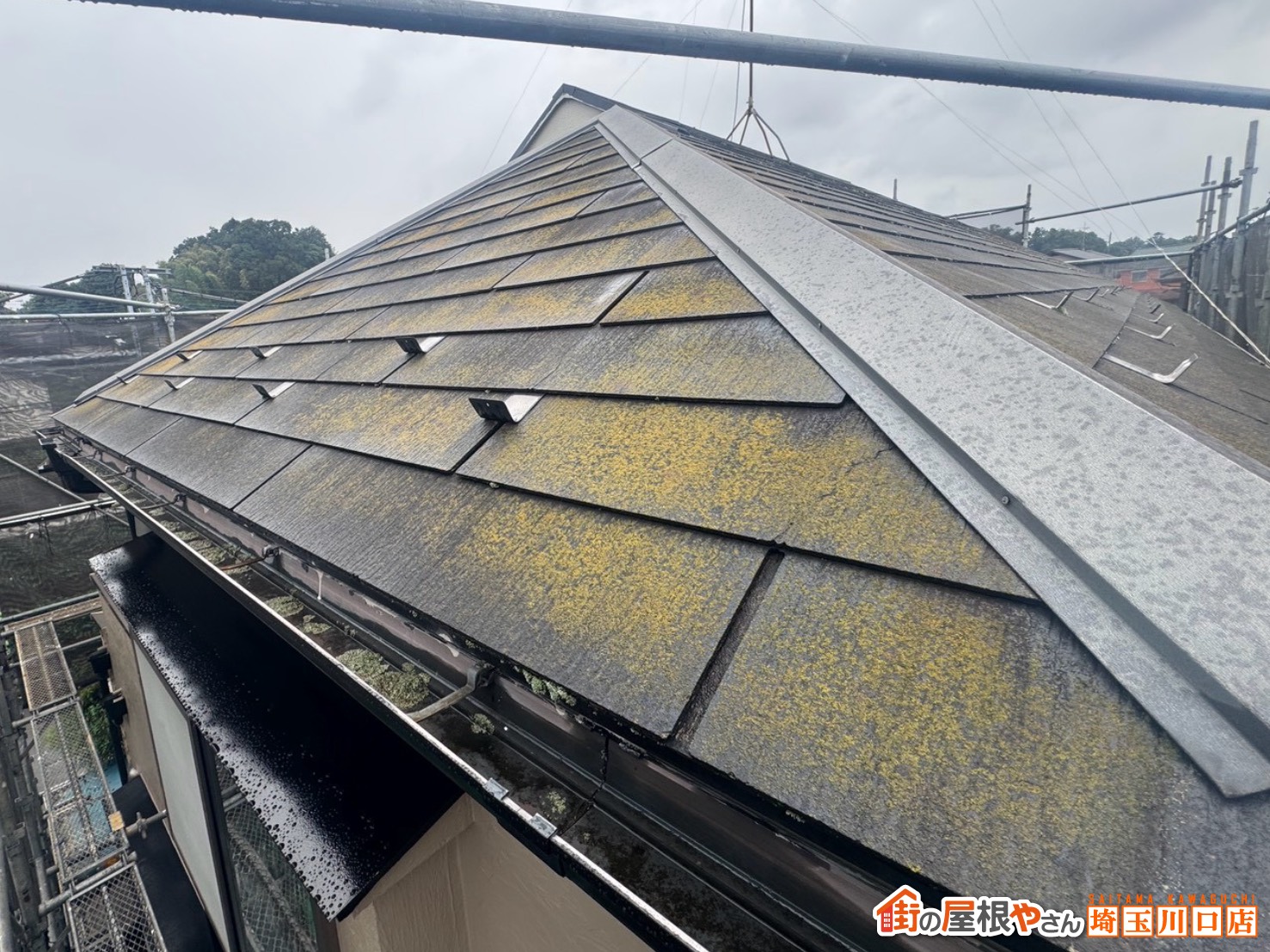 コケや藻が発生した屋根面