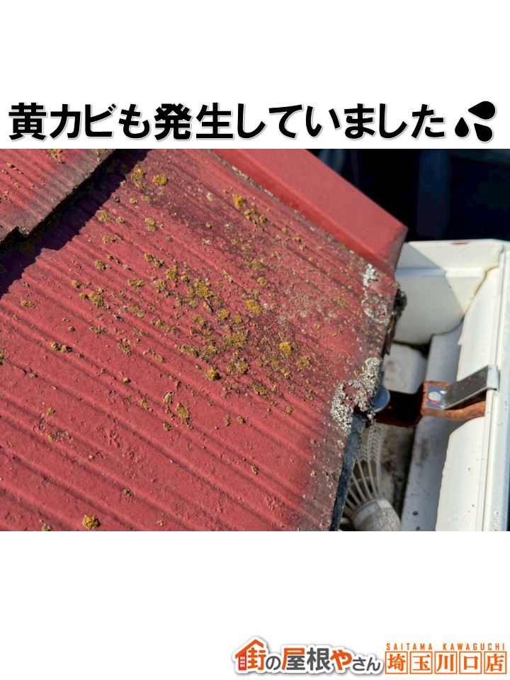 黄カビ