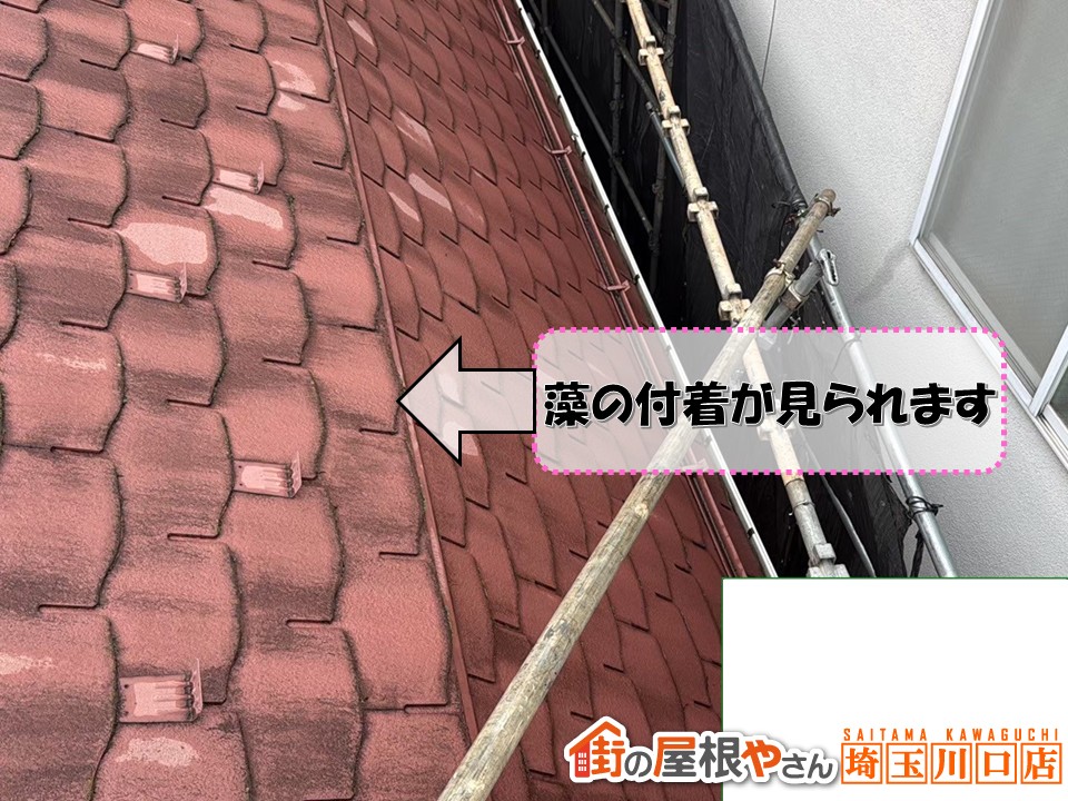 スレート　藻の付着